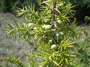 Gemmoterapie – léčba pupeny